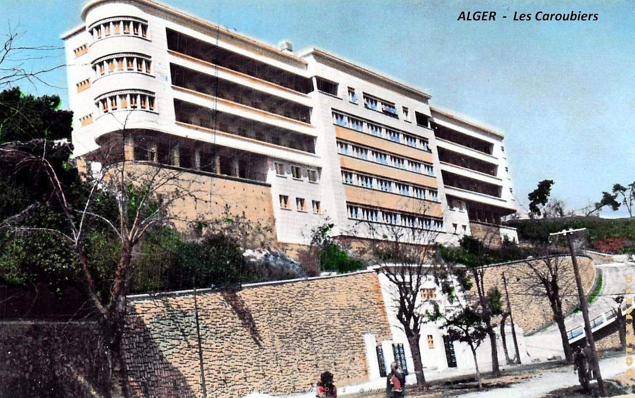 Alger - Caroubiers.jpg